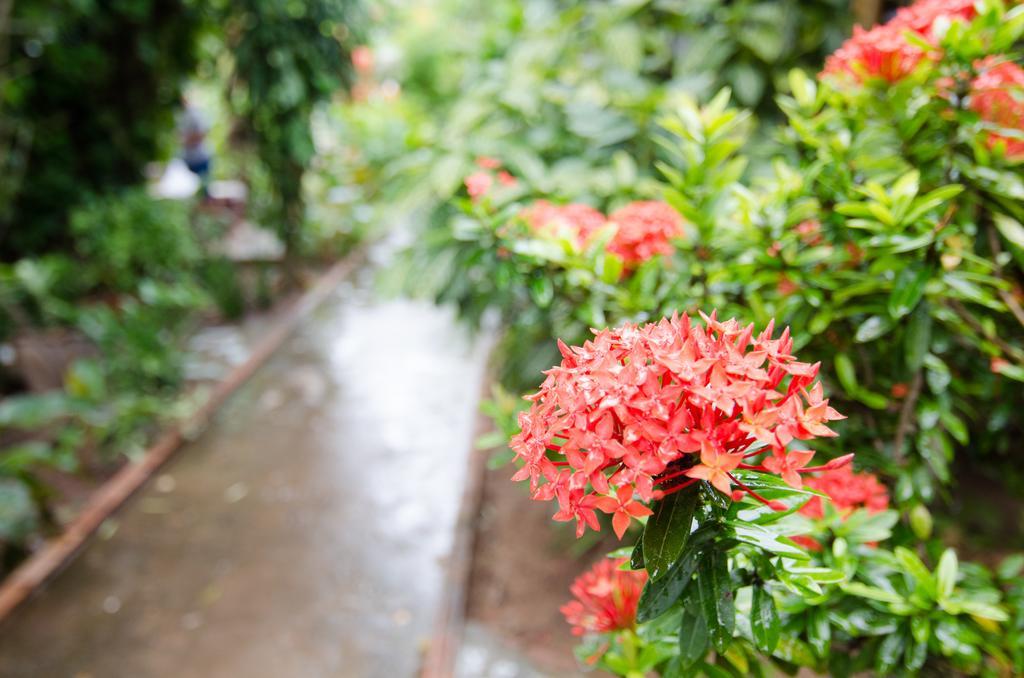 Sea Garden Hostels Haad Rin Luaran gambar